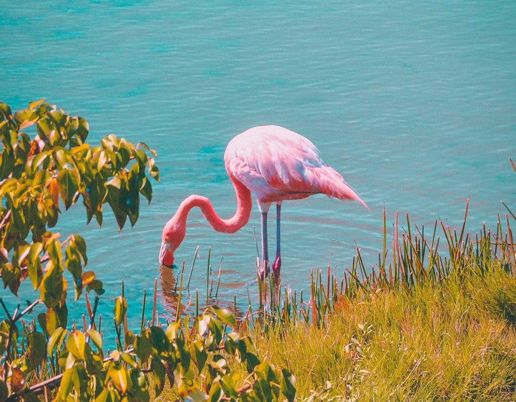 flamingo-bird-watching