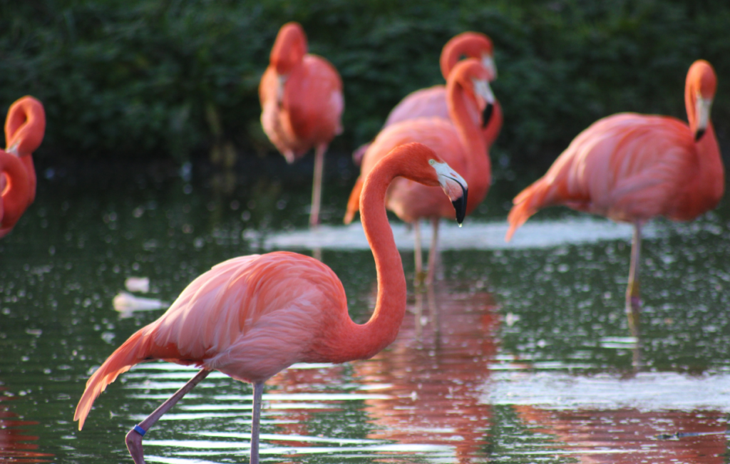 flamingo-birds