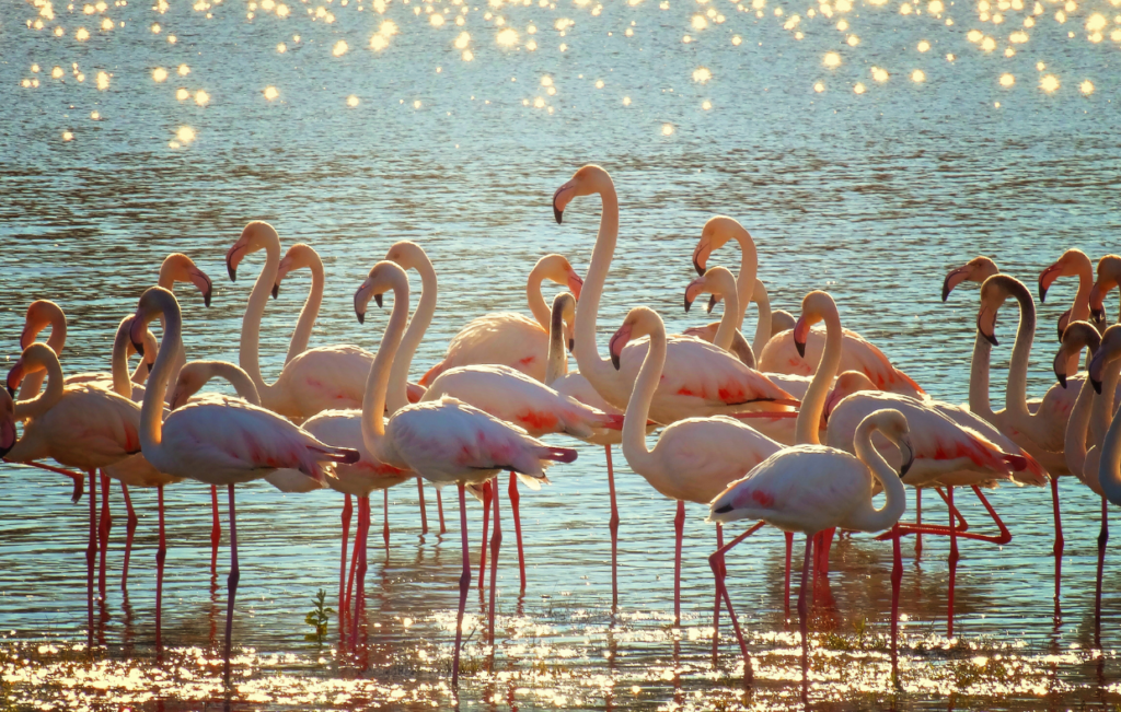 flamingo-birds