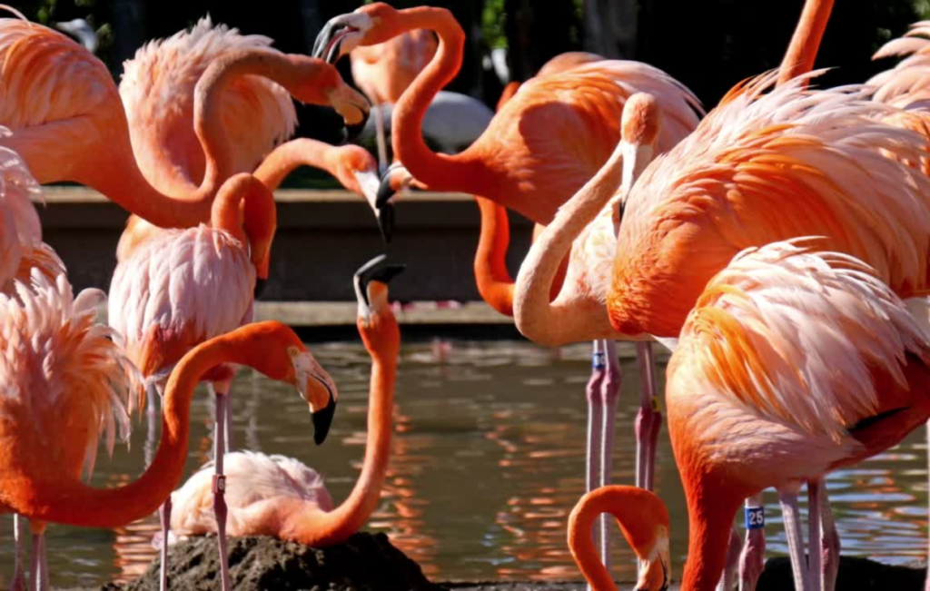 flamingo-birds