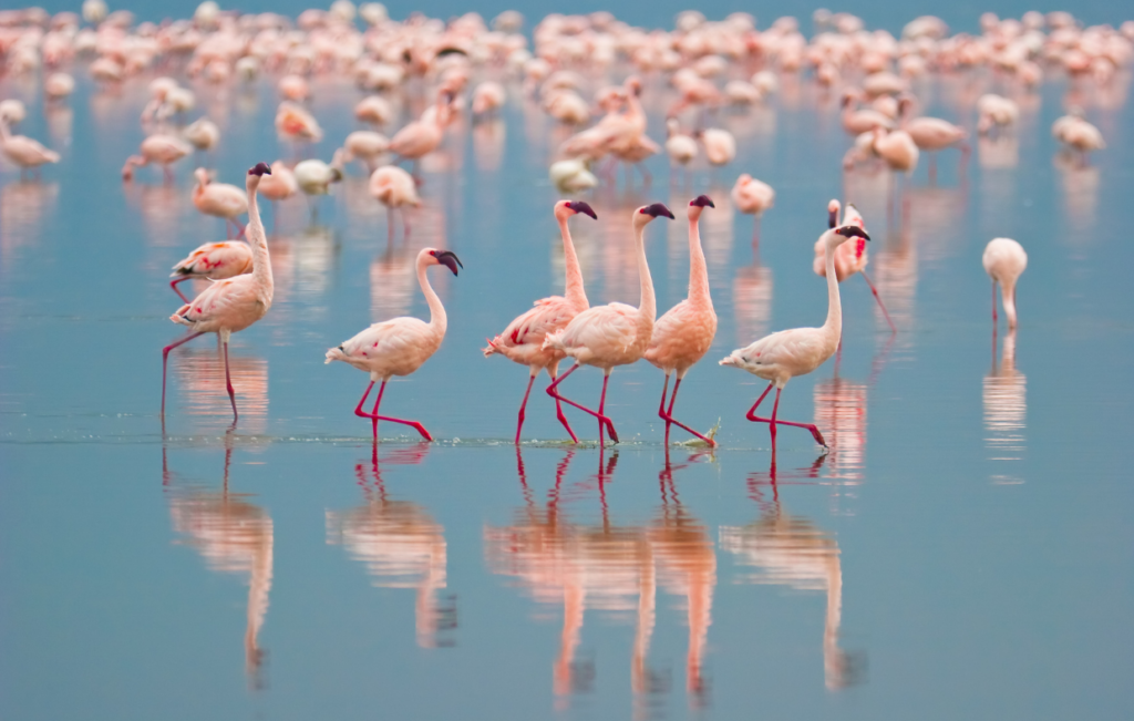 flamingo-birds