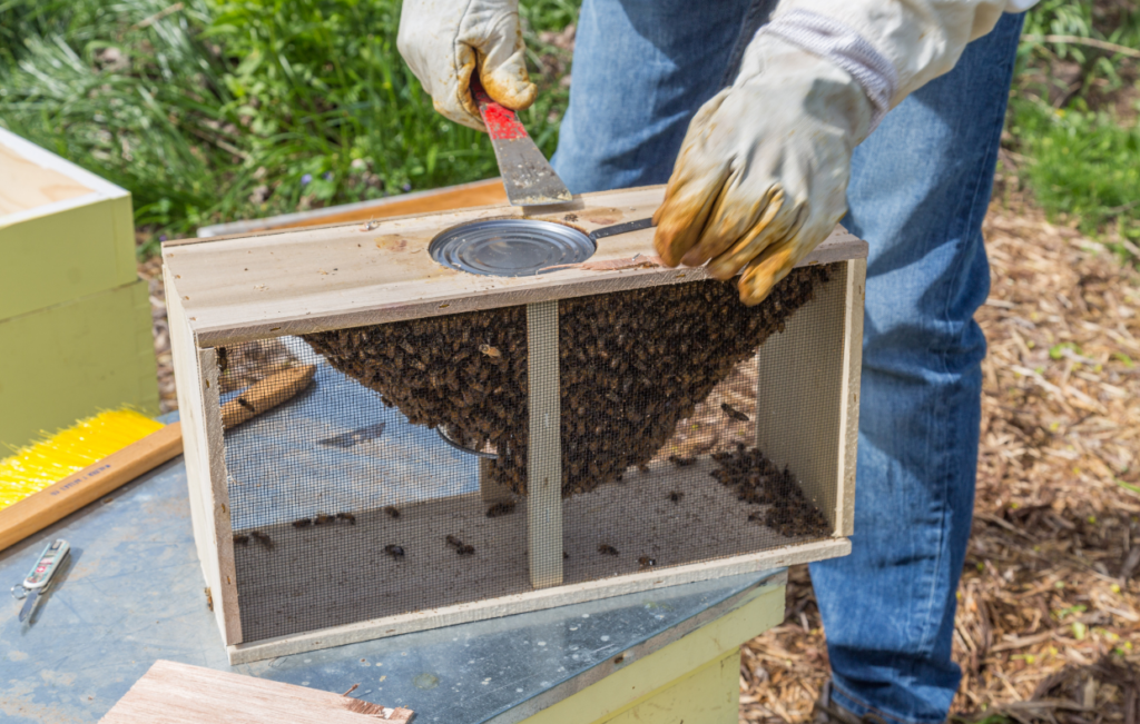 bees-honeycomb