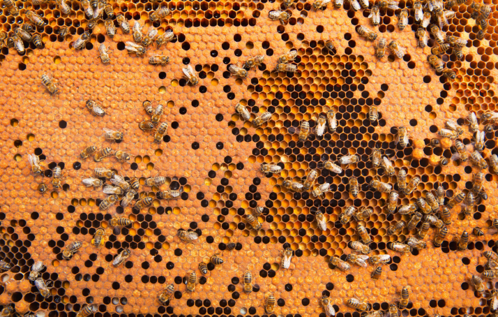 bees-honeycomb